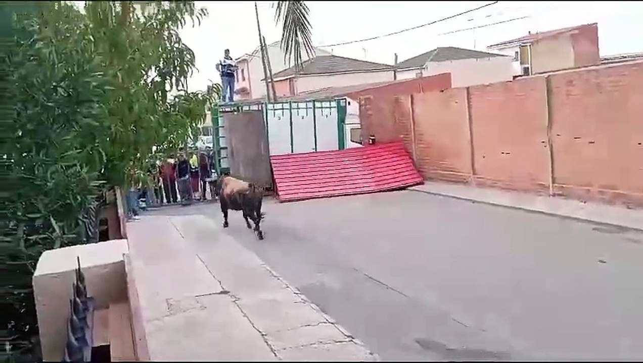 Un toro se escapa en Pantoja