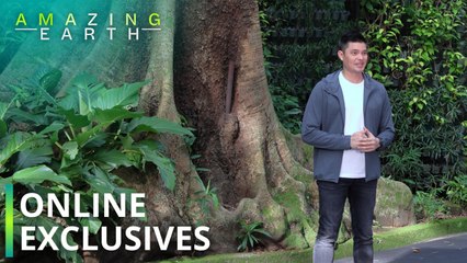 Amazing Earth: Alamin ang pinakamatandang puno sa La Mesa Ecopark! (Online Exclusives)