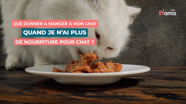 Que donner à manger à mon chat quand je n'ai plus de nourriture pour chat : 5 solutions pratiques et saines