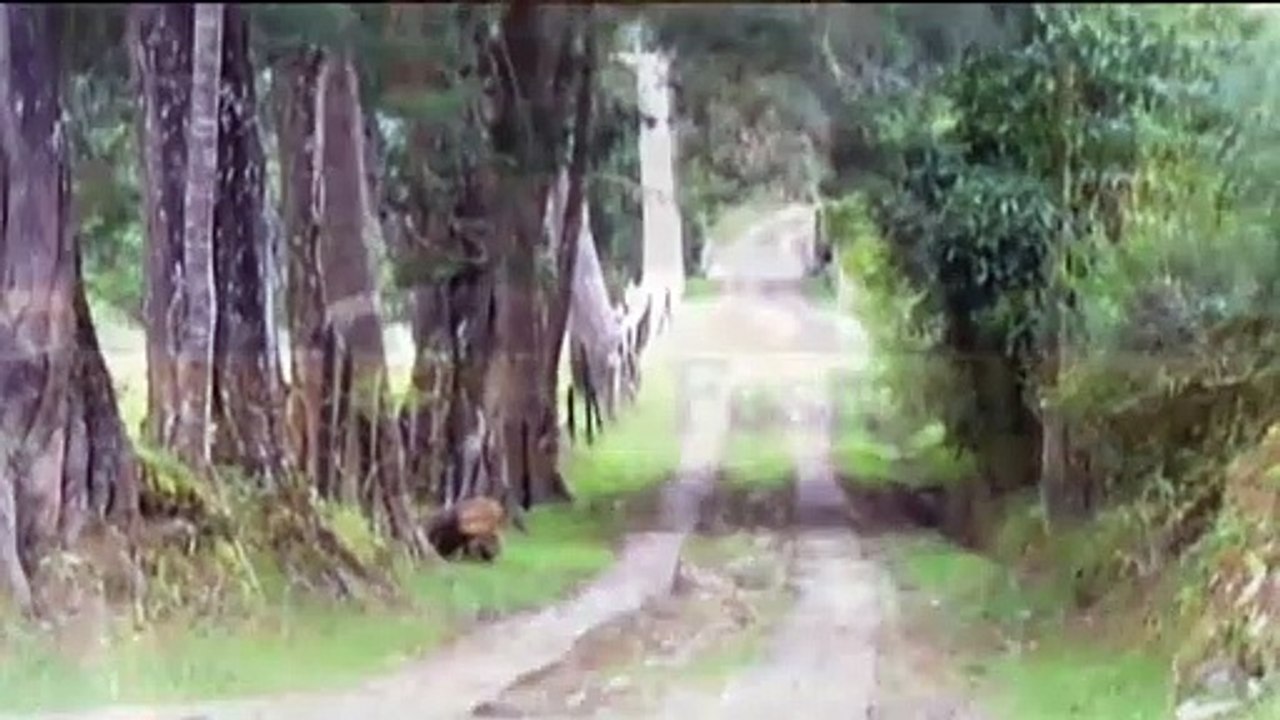 Francisco Madariaga lee "Celestes ojos italianos" en el IX Festival Internacional de Poesía de Medellín (1999)