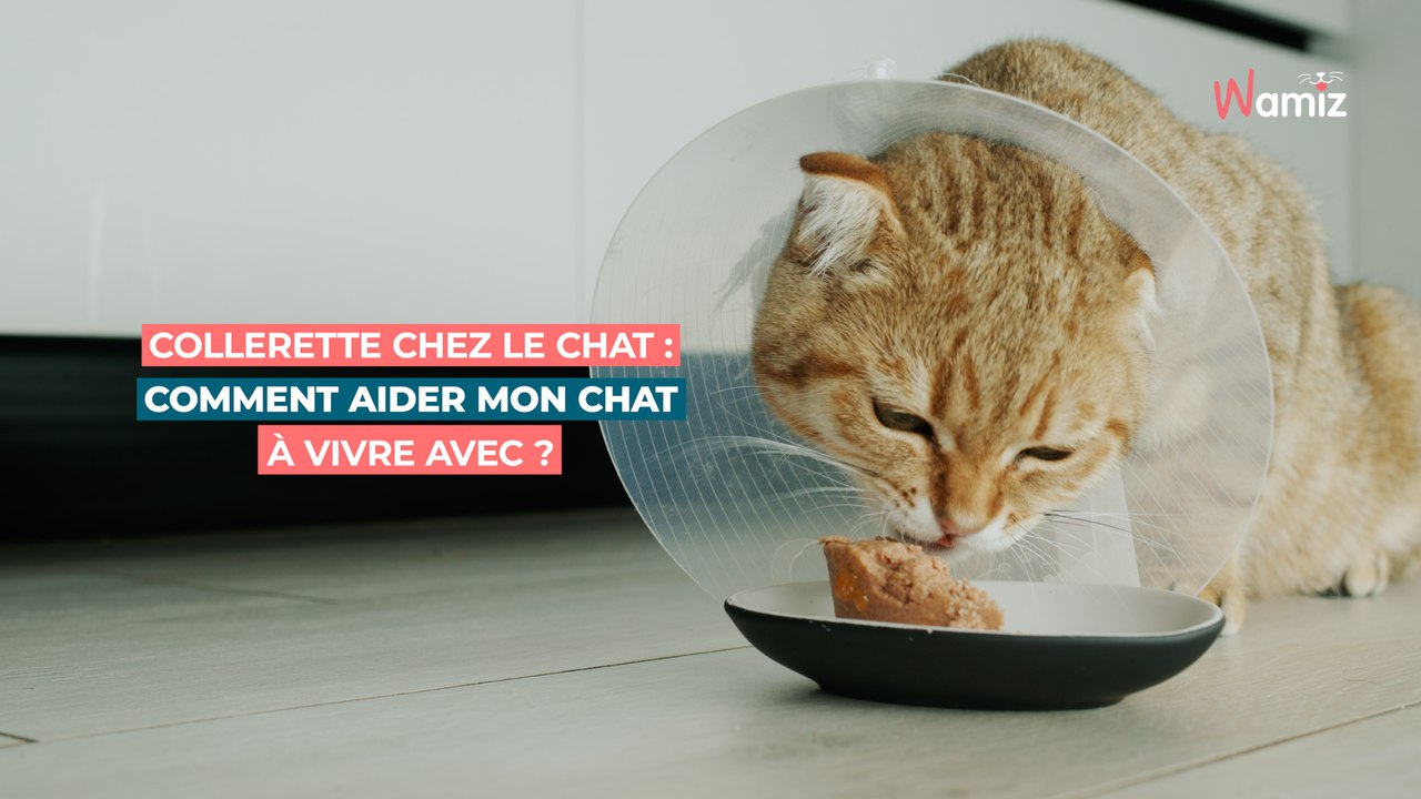 Collerette chez le chat : comment aider mon chat à vivre avec ?