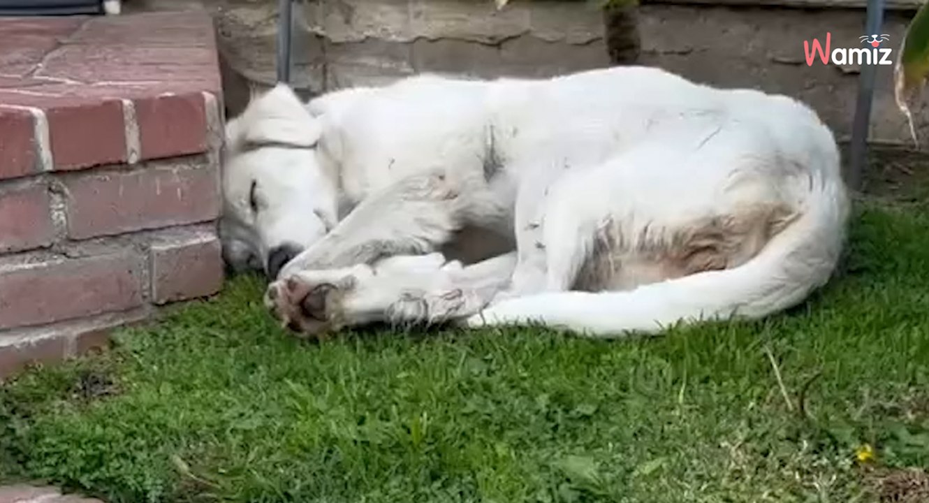 Woman is about to go out when she spots mysterious white creature in her garden