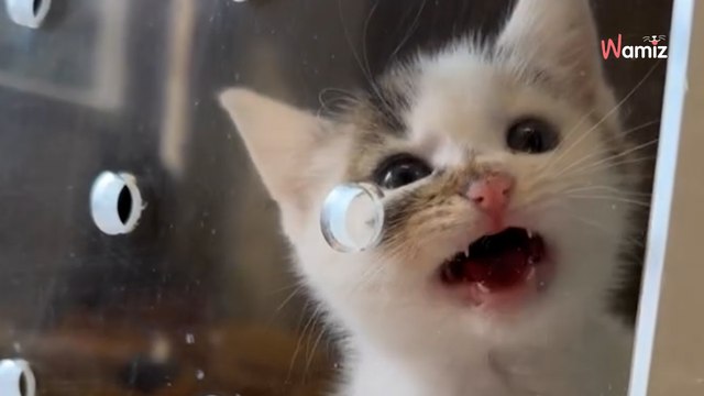 Mała kotka z krakowskiego schroniska wytrwale prosi, żeby ktoś zabrał ją ze sobą (video)