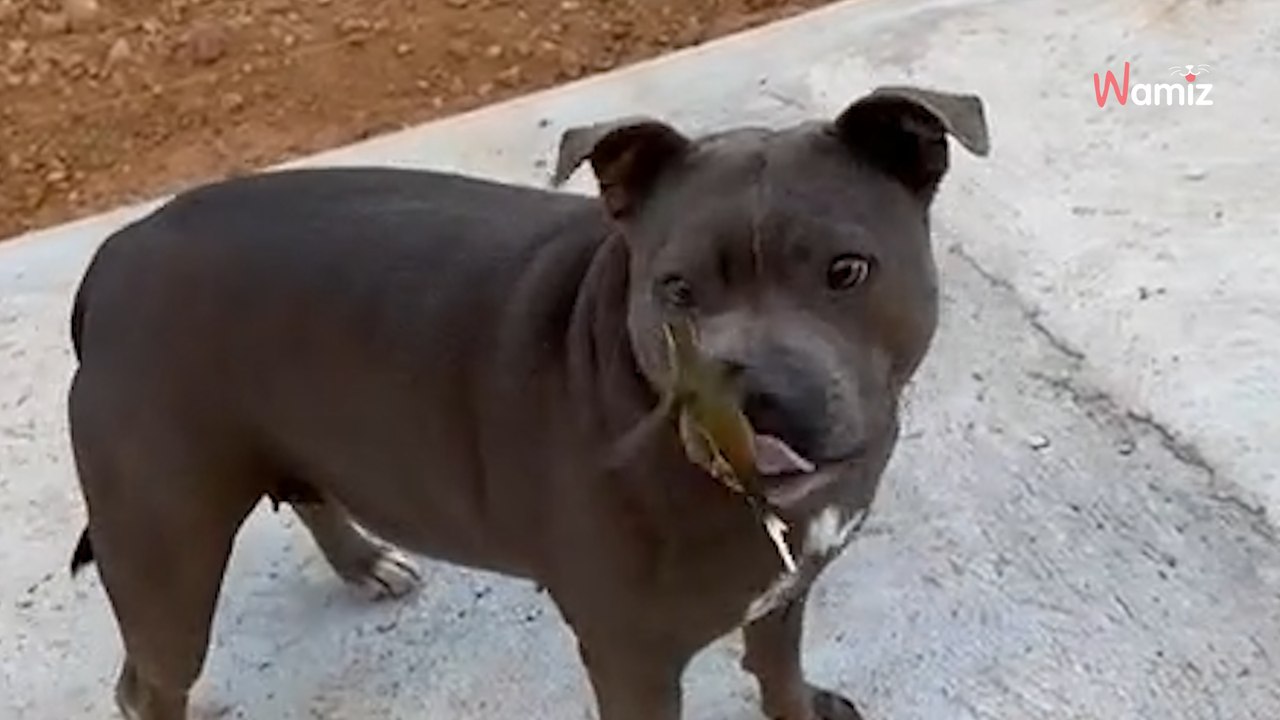 Koliber ląduje między dwoma pitbullami. Scena, która się rozgrywa, oczarowała 12 mln osób (video)