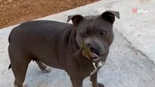 Koliber ląduje między dwoma pitbullami. Scena, która się rozgrywa, oczarowała 12 mln osób (video)