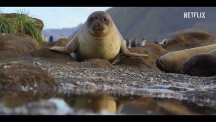 Nos océans ｜ VO narrée par Barack Obama ｜ Bande-annonce officielle VOSTFR ｜ Netflix France
