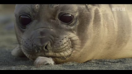 Our Oceans ｜ Barack Obama ｜ Official Trailer ｜ Netflix