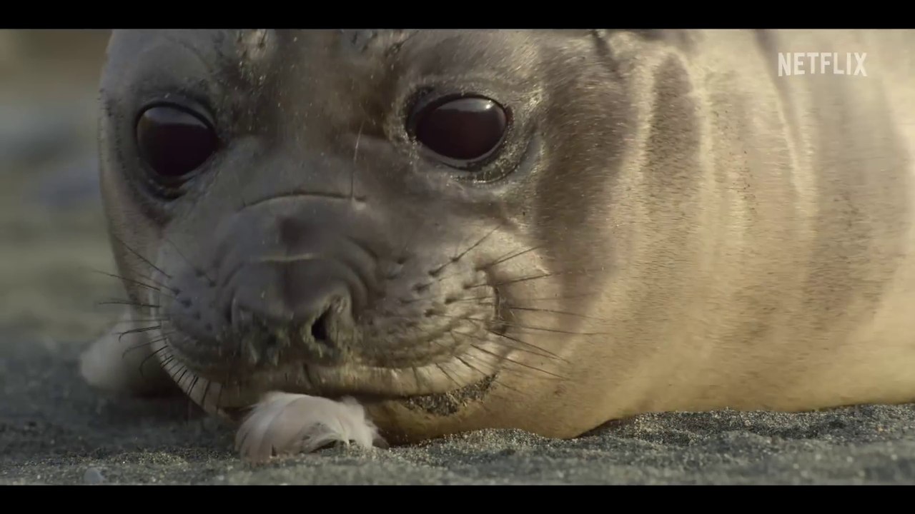 Our Oceans ｜ Barack Obama ｜ Official Trailer ｜ Netflix