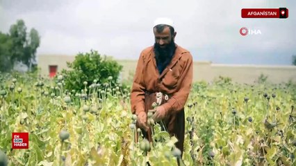Afganistan'da uyuşturucu ekimi ve üretimi neredeyse sıfıra indi