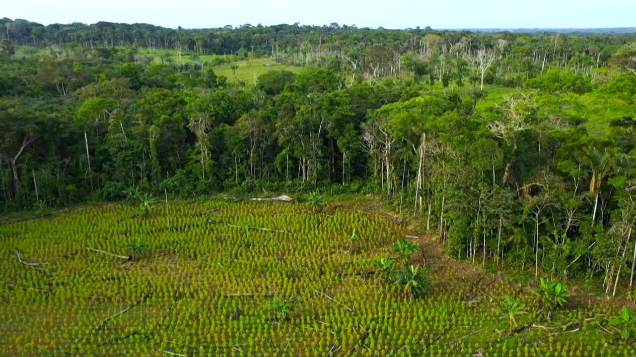 Amazonas-Regenwald verliert deutlich an Fläche