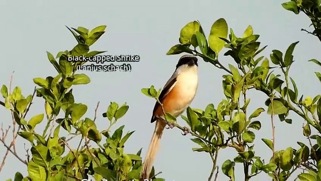 Black Capped Shrike or long tailed shrike