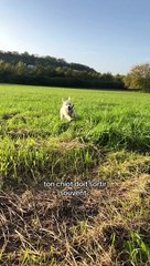 Comment apprendre la propreté à votre chiot facilement 🐶