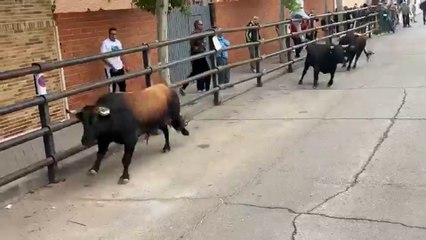 Un muerto y tres heridos, entre ellos una niña, tras escaparse un toro de un encierro en Pantoja (Toledo)