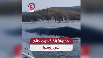 محاولة إنقاذ حوت جانح في روسيا