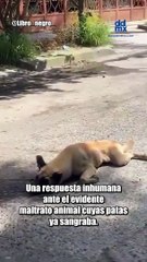 Graban a conductora arrastrando a perrito atado a su camioneta