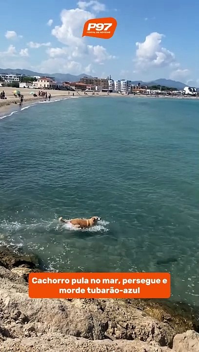 Cachorro pula no mar, persegue e morde tubarão-azul