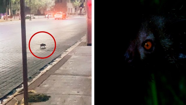 Nuevo León: Extraño animal es captado corriendo por las calles de Monterrey; ¿qué es?