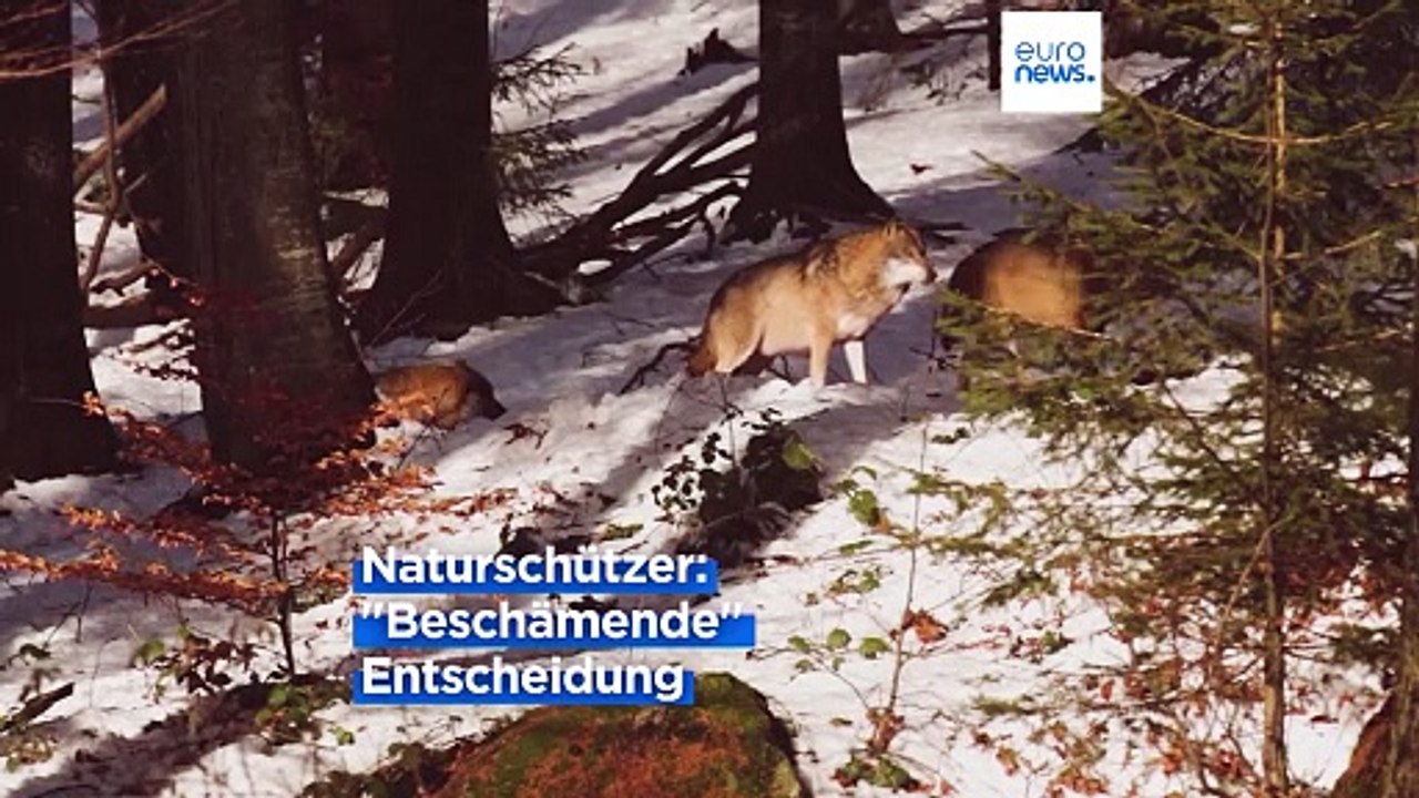 EU plant Legalisierung der routinemäßigen Tötung von Wölfen