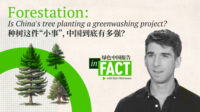 In Fact: Is China's reforestation a giant green washing project?