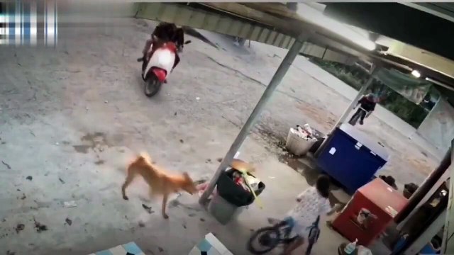 Ce chat courageux sauve l'enfant de l'attaque d'un chien