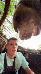 Regardez comment il arrive à s'échapper de la grotte de cet ours !