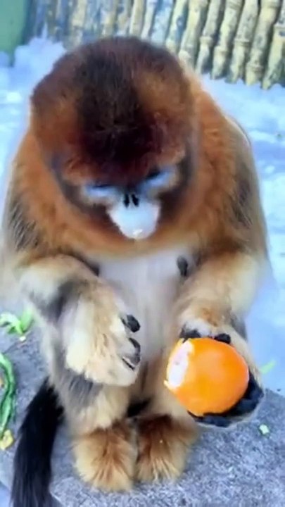 Ce singe prend la couleur du fruit qu'il mange