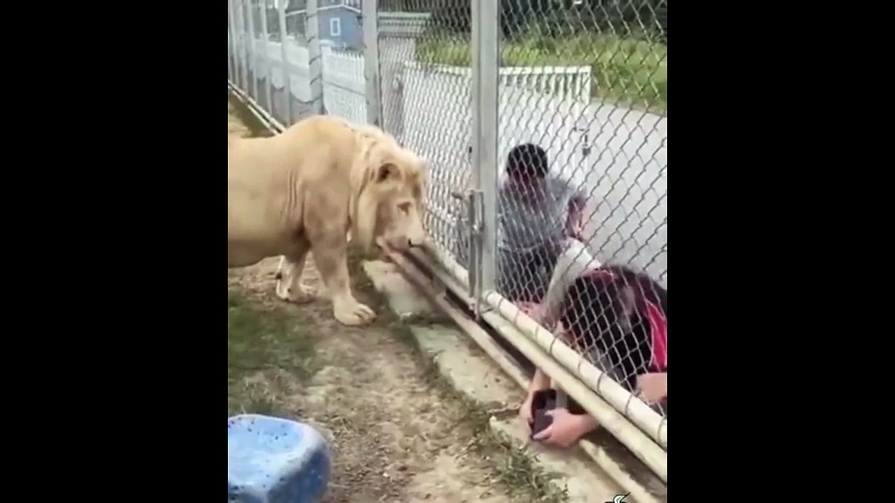 Ce lion fait savoir qu'il ne veut pas être filmé avant le petit déjeuner