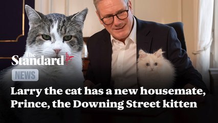 Larry the cat has a new housemate, Prince, the Downing Street kitten