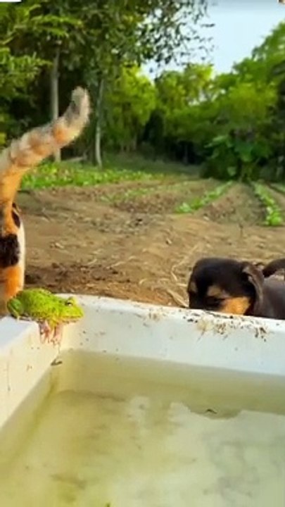 Watch the epic showdown between a feisty cat and a playful dog