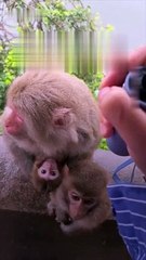 Un héroe inesperado: Un hombre salva a una familia de monos de la lluvia