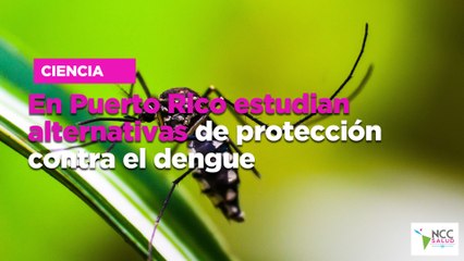 En Puerto Rico estudian alternativas de protección contra el dengue