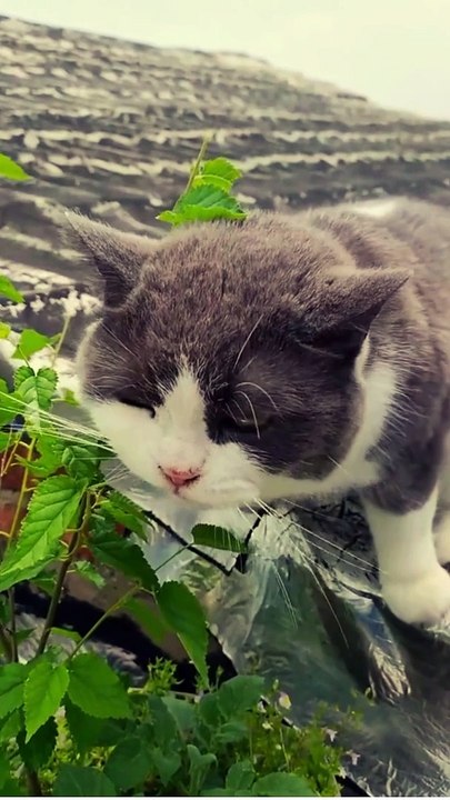 Cat's Leaf Eating Adventure | Too Cute to Miss!