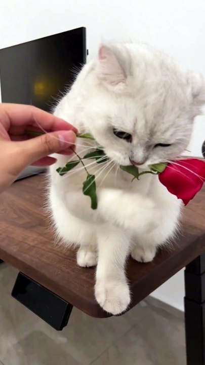 Adorable Cat Takes a Flower | Cute & Heartwarming Moment