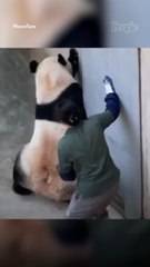 Angry Panda Chases Zookeeper After They're Unexpectedly Trapped Together in His Den as Shocked Crowd Watches