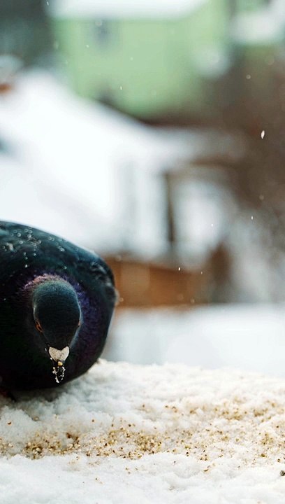 Pretty gray pigeons on the house in snowy winter eating bread. Hungry birds eating crumbs in the snow on the town background