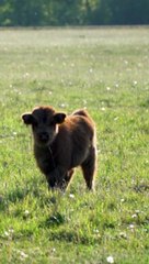 brown cow stands and grazes in a sunny meadow