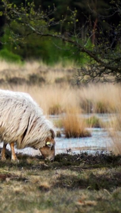 long haired goats grazing on meadow