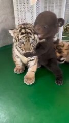 Un cachorro de oso vs un cachorro de tigre: el vídeo que ha 'roto' internet