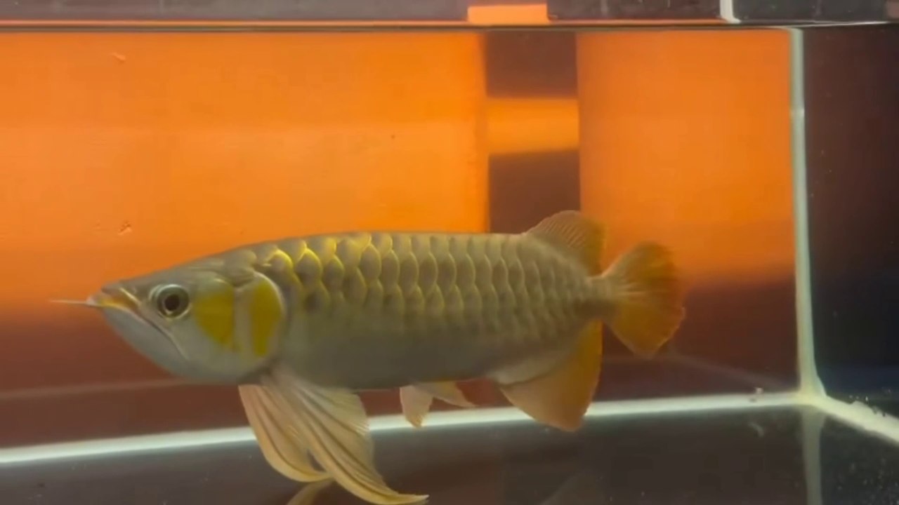 The Super Red Arowana fish is very charming, like a beautiful model