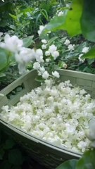 Flowers #beauty of Nature #nature