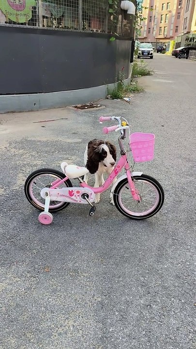 "Balancing act: This pup is on a mission to master cycling!"
