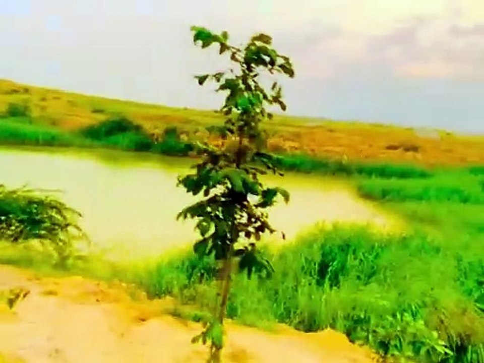 Trending Beatifull Nature 4K, 8k video #trending #foryou