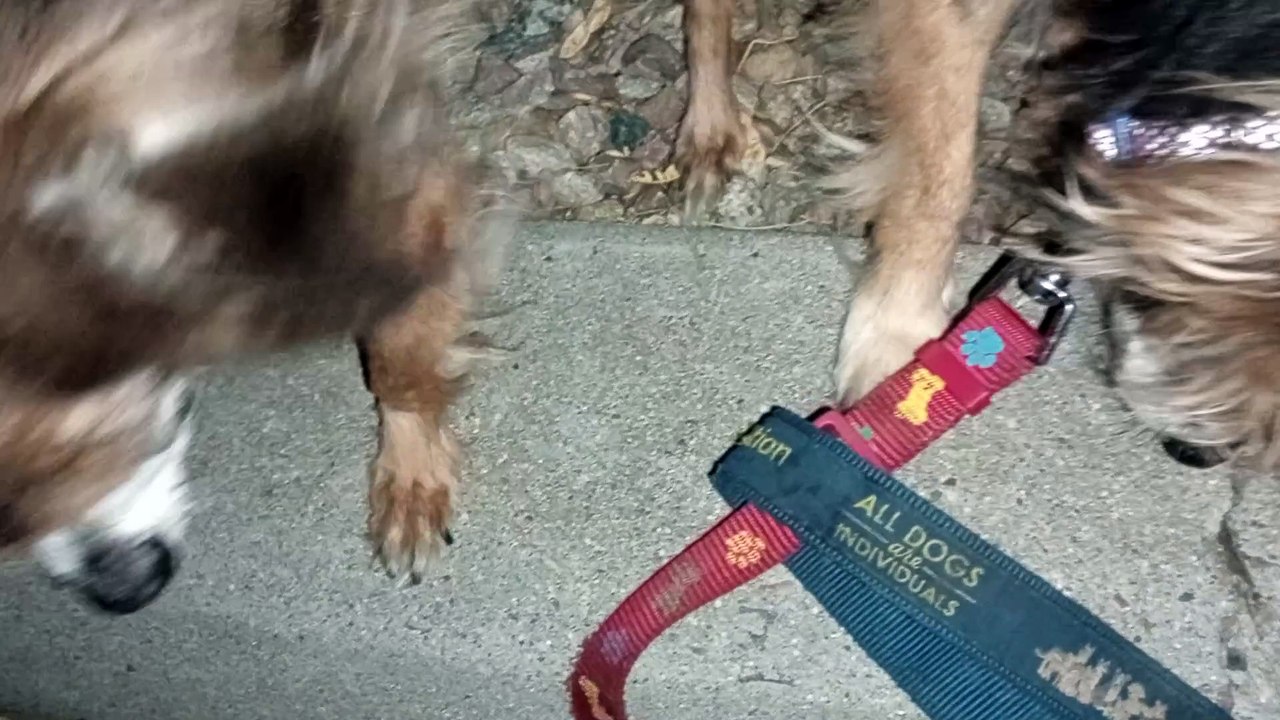 Ozzyta Villanova Paco; Villanova doesn't put much weight on front right leg but she walks around VID_20240919_203417596