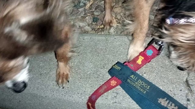 Ozzyta Villanova Paco; Villanova doesn't put much weight on front right leg but she walks around VID_20240919_203417596