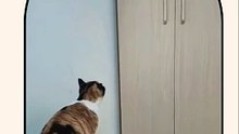funny cats#funnyvideo #funnycats #cat #cats #pets #funnytiktok #kitty #rire