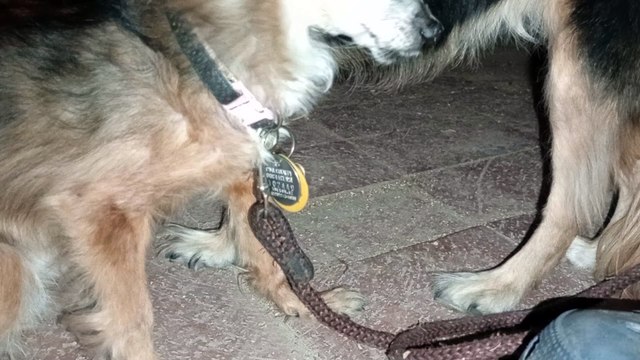 Villanova sitting with front right leg extended for at least 3 or 4 minutes VID_20240919_210325483