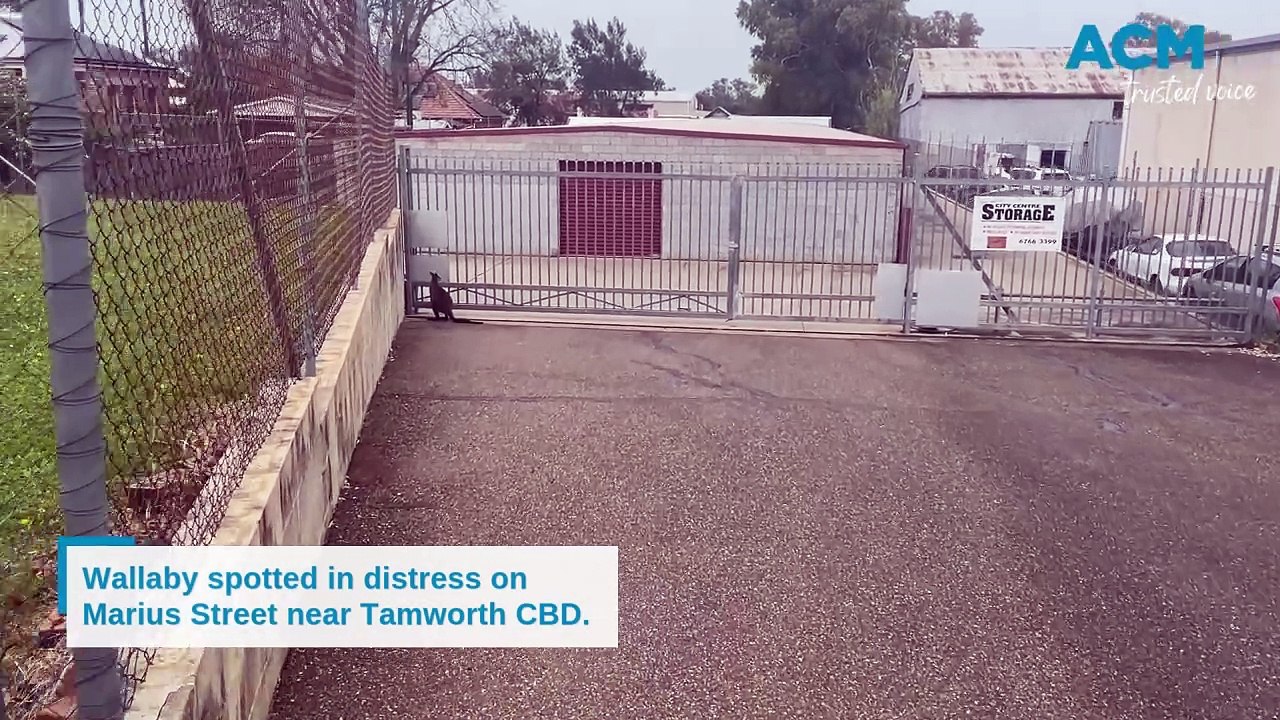 Distressed wallaby on Marius Street, Tamworth