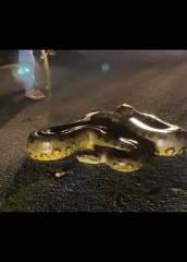 Motorista se assusta ao flagrar jiboia em estrada