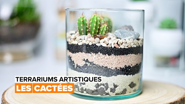 Terrariums artistiques : les cactées