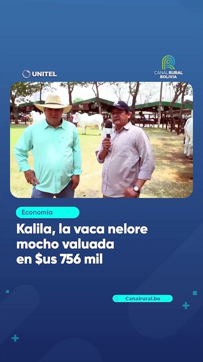 Kalila, la vaca nelore mocho valuada en $us 756 mil